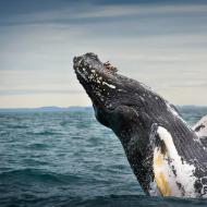 Самый большой кит на земле